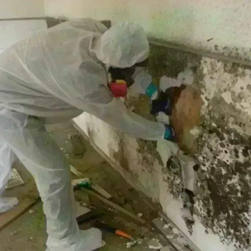 Mold Remediation and Removal in Palm Bay, FL